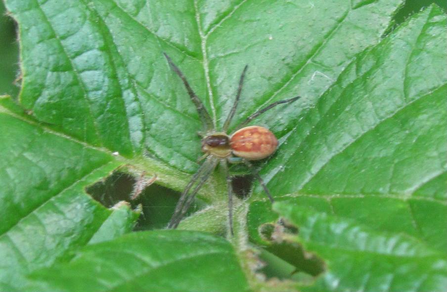 Dolomedes sp.